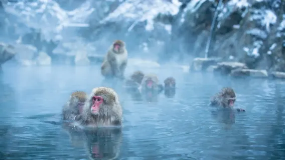 Itinéraire du parc des singes de Jigokudani à Tokyo, Japon | Excursion d'une journée à Nagano en hiver