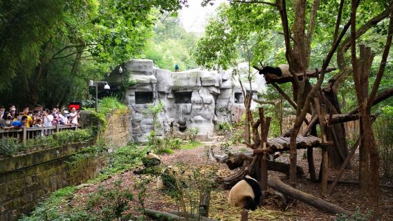 Chengdu Research Base of Giant Panda Breeding + Kuanzhai Alley + Jalan Purba Jinli sewaan peribadi lawatan sehari