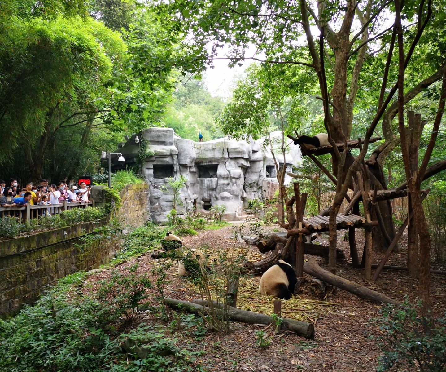 Tagesausflug mit Privattransfer zum Chengdu Research Base of Giant Panda Breeding, Kuanzhai Alley und Jinli Ancient Street