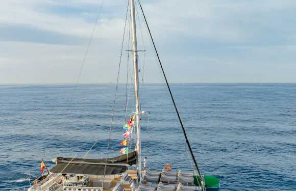 特內里費島：3小時觀鯨及海豚之旅