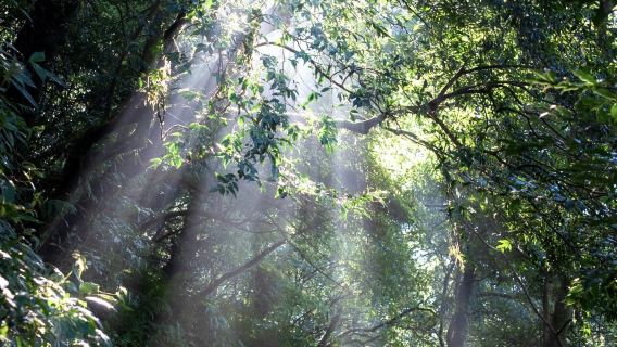 台北|陽明+淡水碼頭+金山老街+跳石海岸|包車日遊