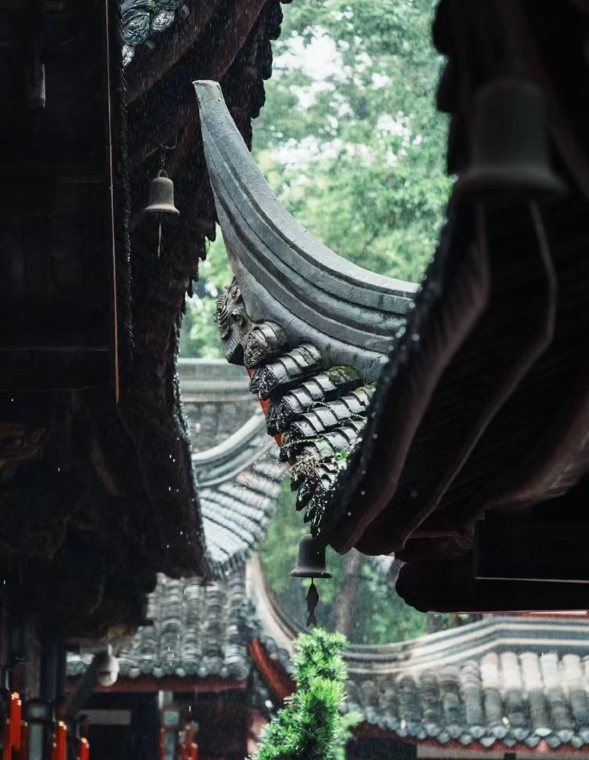 Chengdu Wenshu Yuan Monastery|Valle dei Panda|Dujiangyan|Lacrime Blu del Ponte Sud (scena notturna)] Tour di un giorno