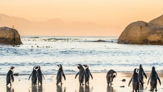 excursión de un día a Cape Point y Boulders Beach desde Ciudad del Cabo, Sudáfrica