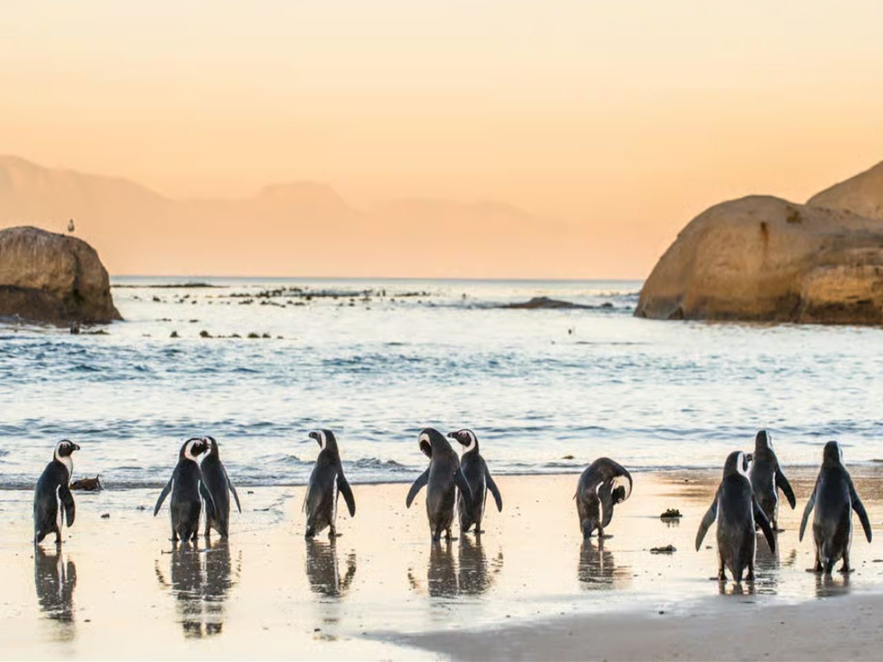 Tour di un giorno a Capo di Buona Speranza e Boulders Beach partendo da Città del Capo, Sudafrica