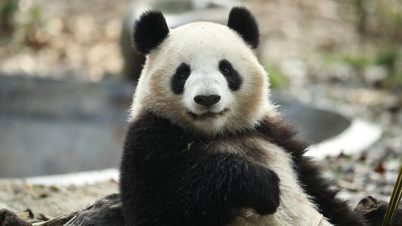 The Research Base of Giant Panda Breeding+Leshan Giant Buddha Day Tour:Ticket+Private Car