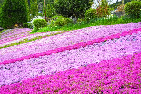 芝桜 各種 確認用 兵庫の芝桜と藤の限定開花時期：芝桜の花絨毯＋出石城下町(重要伝統的