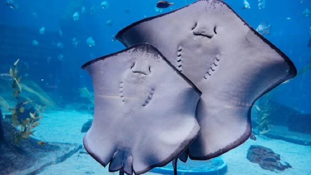 Kunming Dianchi Songpin Hotel │ Paket für zwei Personen im Kunming Rongchuang Kultur- und Tourismuszentrum (Meereswelt/Skifahren wählbar) + Doppeltes Frühstücksbuffet (chinesisch/westlich) + umfangreiche Vorteile