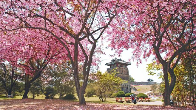 Seoul Departure | Suwon Hwaseong Cherry Blossom + Gakwonsa Temple Cherry Blossom Viewing Day Trip