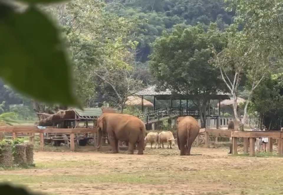 Half Day Morning Visit to Elephant Nature Park Sanctuary