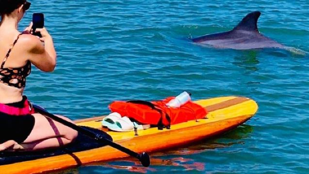 Dolphin and Manatee Kayak and SUP Adventure Tour of Cocoa Beach