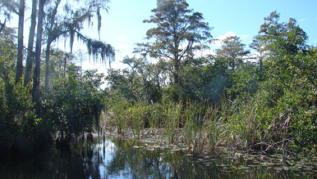 Lawatan Sehari ke Miami + Taman Negara Everglades di Amerika [Sewaan Peribadi dengan Pemandu Berbahasa Cina]