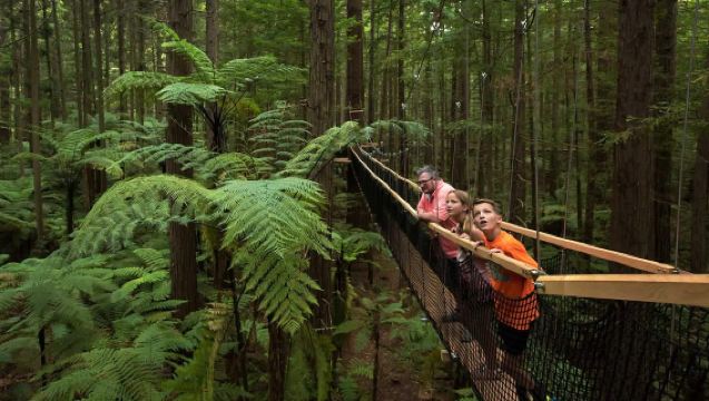 Te Puia - Rotorua, NZ & Redwoods Forest Walk Day Tour from Auckland | Round-trip