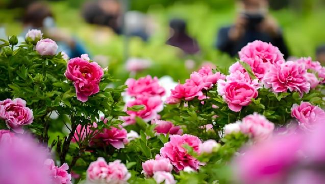 [Luoyang Peony Season] Longmen Grottoes + White Horse Temple + Shenzhou Garden 1-Day Tour