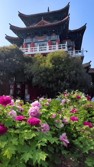 [Luoyang Peony Festival] Private Day Tour to Songshan Shaolin Scenic and Wangcheng Park