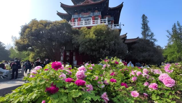 [Luoyang Peony Festival] Private Day Tour to Songshan Shaolin Scenic and Wangcheng Park