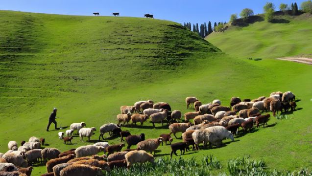 伊寧那拉提草原包車一日遊[專業司機+專屬用車]