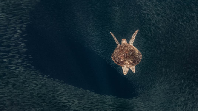 Moalboal Sardine Run & Snorkeling Tour