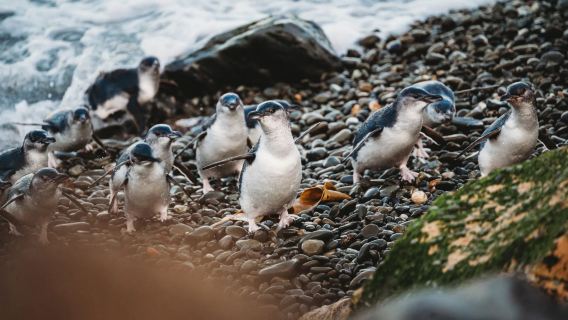 紐西蘭達尼丁出發|摩拉基大圓石+奧馬魯藍企鵝保護中心※可定制