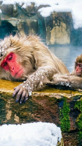 Tokyo: Nagano Snow Monkeys,Jigokudani, Zenkoji Day Tour with Lunch