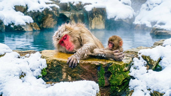 Tokyo: Nagano Snow Monkeys,Jigokudani & Zenkoji Day Tour with Lunch