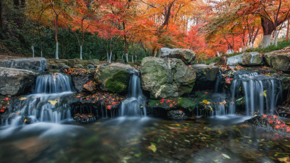 Longjing Village + Manlonggui + Nine Creeks misty trees private charter 1-day tour / multilingual guide optional