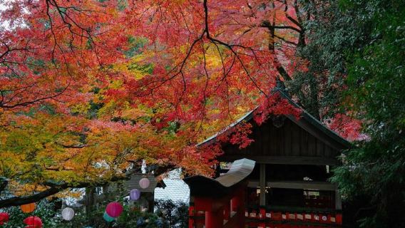 大阪來回-金閣寺-東山慈照寺 -伏見稻荷+清水寺包車，行程可調