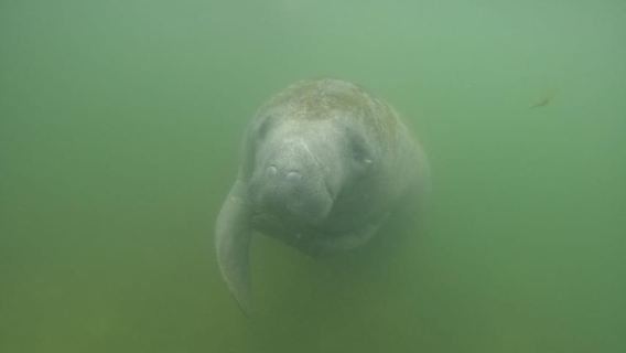 Crystal River: Semi-Private Manatee Swim Tour Free Photos