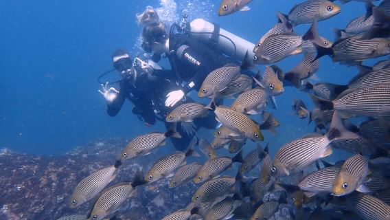タマリンド：カタリナ諸島でファンダイビング（認定ダイバーのみ）
