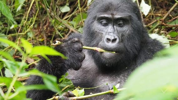 One Day Bwindi Impenetrable Forest Gorilla Trek Tour