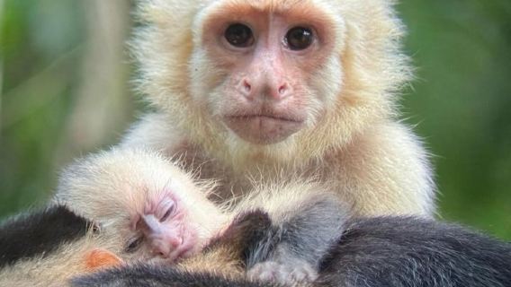 Park Narodowy Manuel Antonio: Wycieczka z przewodnikiem z WŁĄCZONYM BILETEM
