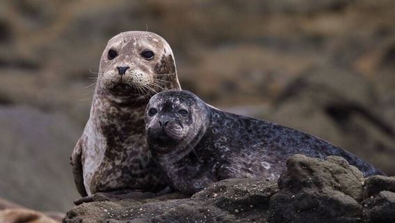 Newport BeachTours