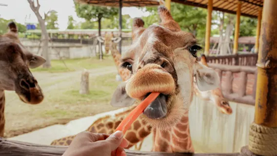 Una excursión de un día al Zoológico del Rey León en Ayutthaya, Tailandia.
