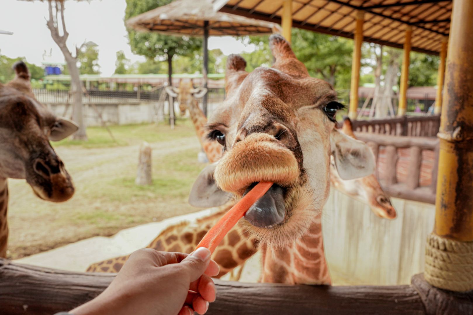 A day trip to the Lion King Zoo in Ayutthaya, Thailand