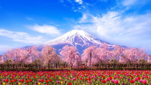 [櫻花季賞櫻]日本東京富士山河口湖+山中湖一日游【9人小团|可选酒店上门接送/山中湖KaBaBus|華人司機|天梯小鎮/羅森/忍野八海】