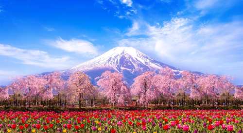 日本東京富士山河口湖+山中湖一日游【9人小团|可选酒店上门接送/山中湖KaBaBus|華人司機|天梯小鎮/羅森/忍野八海】