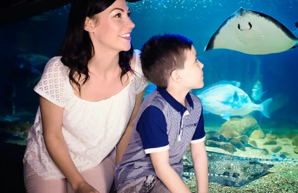 SEA LIFE Blankenberge 入場門票成人