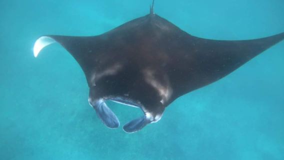 Manta Tour en Nusa Lembongan y Nusa Penida