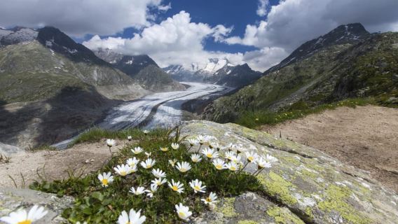 Da Zurigo: escursione guidata di un giorno allo Jungfraujoch con il treno a cremagliera