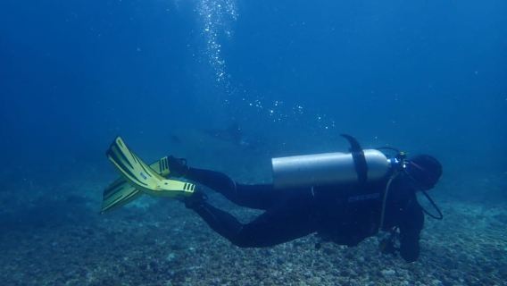 Labuan Bajo: Diving in Komodo Island Private Day Trip