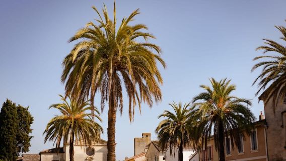 Aigues-Mortes: Private Guided Tour of city + Constance Tower