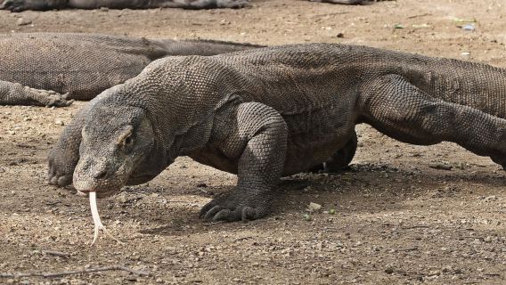 Komodo Speedboot Tagesausflug [6 Punkte|Padar Island + Pink Beach + Manta Point Schnorcheln
