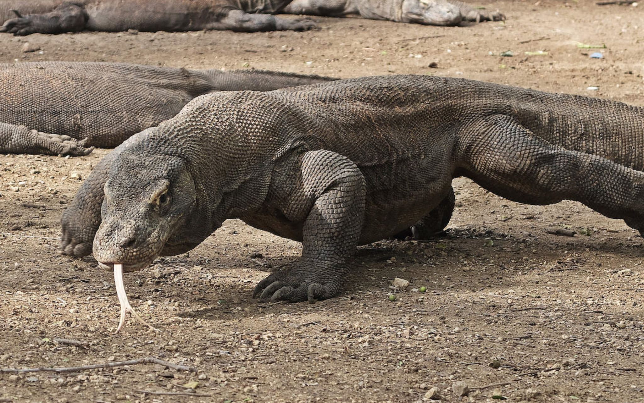 Eendaagse tour met speedboottocht naar Komodo [6 stops]|Padar-eiland + Roze Strand + Snorkelen bij Manta Point