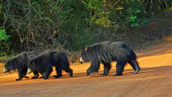 Eksklusif : Yala Safari Leopard Sehari Penuh Dengan Makan Tengahari Berkelah