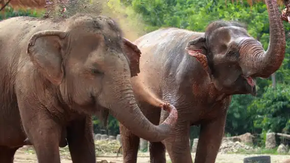 大象自然保護公園半日晨間參觀行程