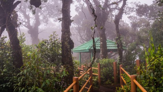 From Cameron Highlands: Mossy Forest & BOH Tea Plantation (Private)