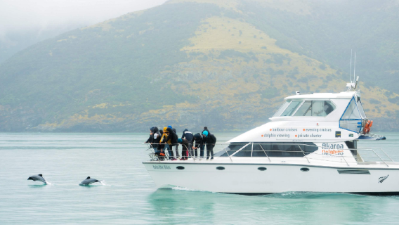 Akaroa Dolphin Harbour Nature Cruise, New Zealand