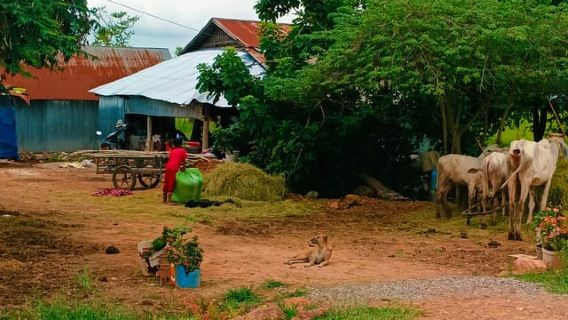 Tour in tuk tuk per famiglie/treno di bambù/campagna/grotta dei pipistrelli