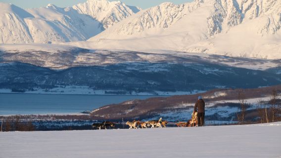 Tromso Husky Sled Self-Drive 1 Jam Kvaløya/Breivik