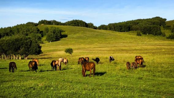 One-day tour to Mulan Weichang (“Hunting Ground”), Saihanba Forest Park, and Ulan Butong in Chengde, Hebei with English service available