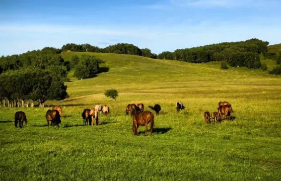 河北承德木蘭圍場+塞罕壩森林公園+烏蘭布統一曰遊可中英文服務
